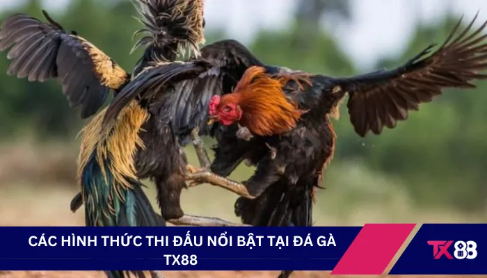  Các hình thức thi đấu nổi bật tại đá gà TX88