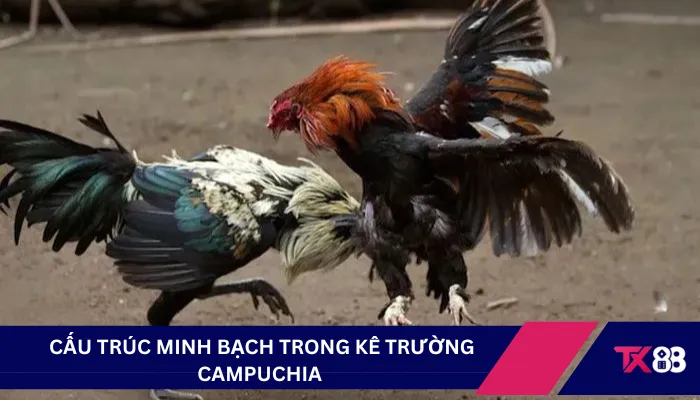  Cấu trúc minh bạch trong kê trường Campuchia