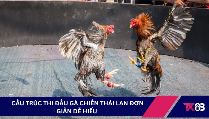 Cấu trúc thi đấu gà chiến Thái Lan đơn giản dễ hiểu 