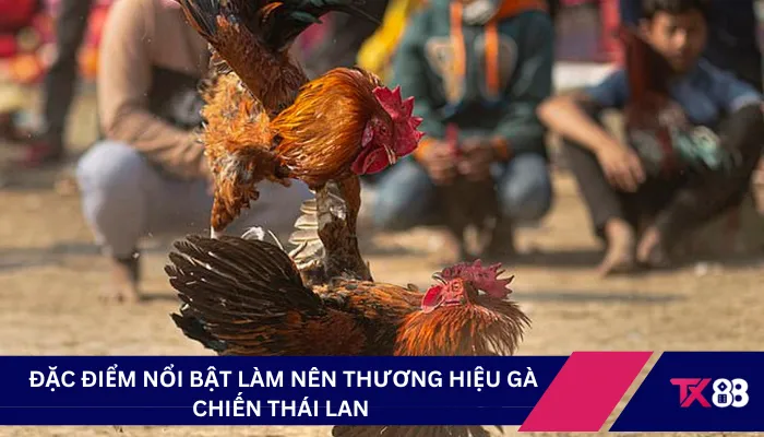 Đặc điểm nổi bật làm nên thương hiệu gà chiến Thái Lan 