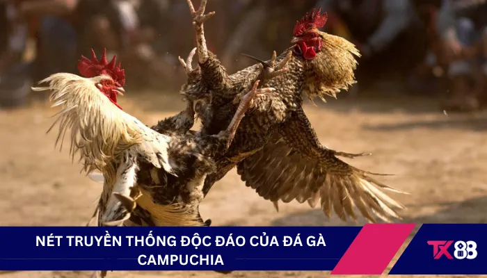 Nét truyền thống độc đáo của đá gà Campuchia