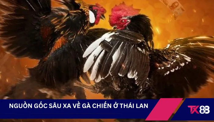 Nguồn gốc sâu xa về gà chiến ở Thái Lan 
