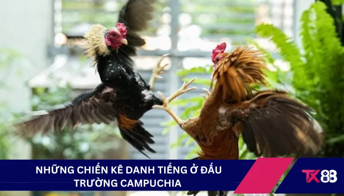  Những chiến kê danh tiếng ở đấu trường Campuchia