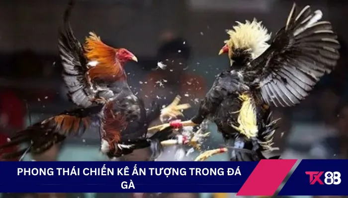 Phong thái chiến kê ấn tượng trong đá gà 